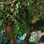 Photo n°7 de l'avis de Luciano.l fait le 14/08/2022 à 15:44 sur le  Caveau Pizzeria à Ispica