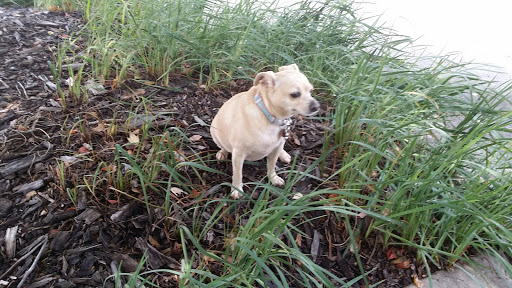 Park «Route 66 Park», reviews and photos, 920 N Broadway St, Joliet, IL 60435, USA