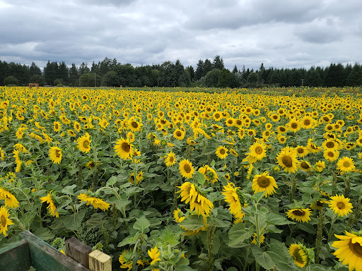 Pumpkin Patch «Rutledge Corn Maze LLC», reviews and photos, 302 93rd Ave SE, Olympia, WA 98501, USA