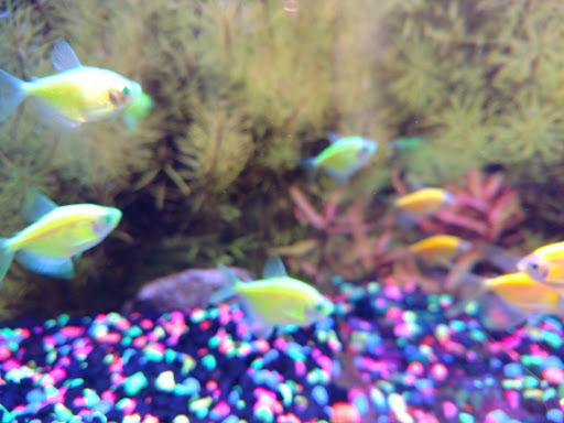 Pet Store «PetSmart», reviews and photos, 17150 Ventura Blvd, Encino, CA 91316, USA