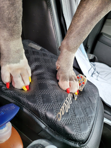 Pet Supply Store «PetSmart», reviews and photos, 6251 N Davis Hwy, Pensacola, FL 32504, USA