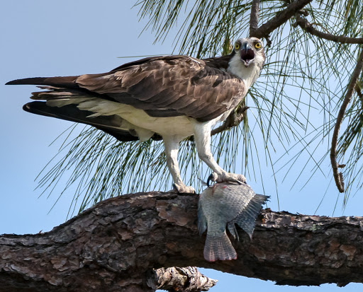 Performing Arts Theater «Barbara B. Mann Performing Arts Hall», reviews and photos, 13350 FSW Pkwy, Fort Myers, FL 33919, USA