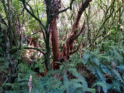 Leith Scenic Reserve