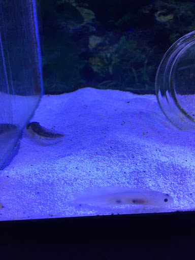 Aquarium «Sea Oddities», reviews and photos, 128 Broad St, Kingsport, TN 37660, USA