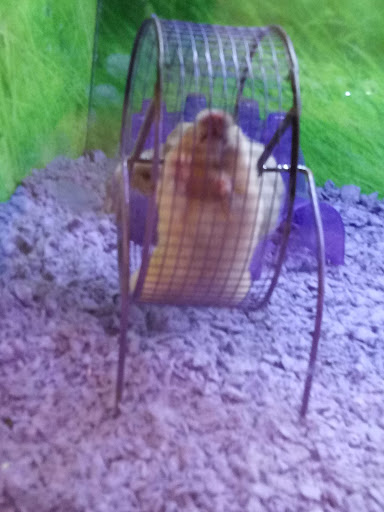 Pet Supply Store «PetSmart», reviews and photos, 5200 W Main St, Kalamazoo, MI 49009, USA