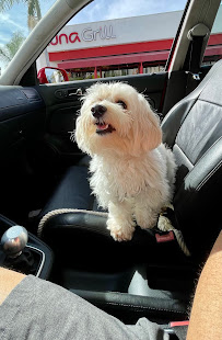 Maid For Your Pet - Photo 7 - Car repair in San Diego, CA, San Diego