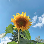 Photo n°1 de l'avis de Van.h fait le 17/10/2022 à 07:01 sur le  Lê & Vi Asian Street Kitchen à Göttingen