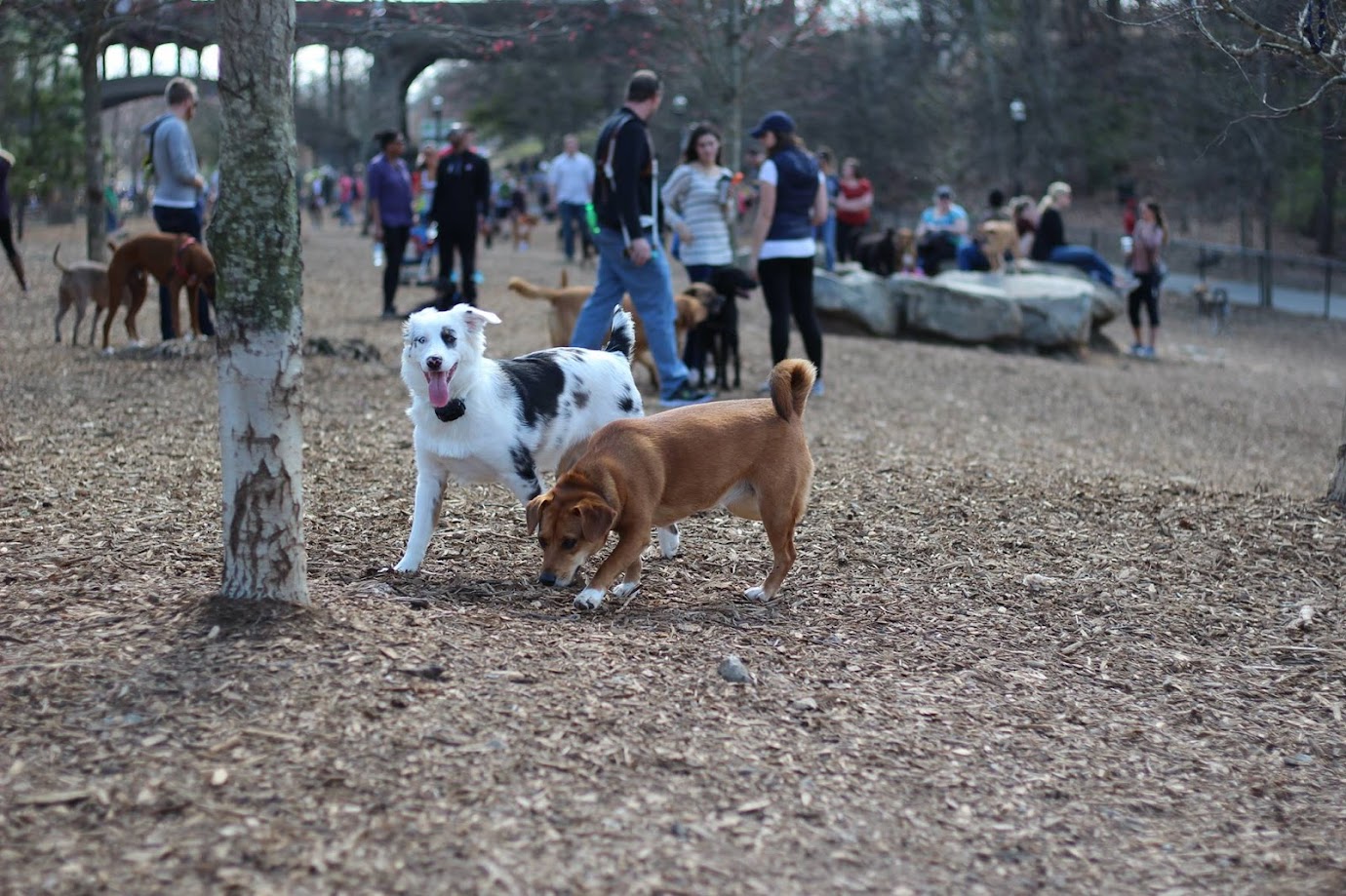 Piedmont Dog Park