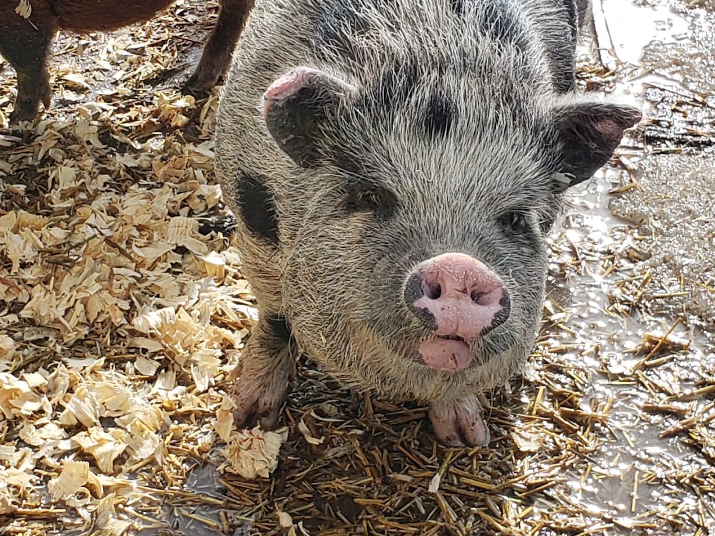 Colorado Cutie Pigs