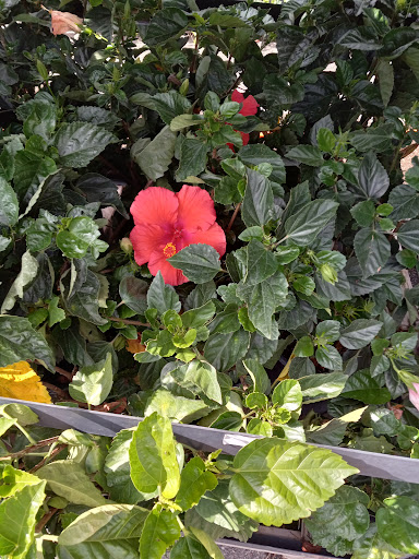 Department Store «Rural King», reviews and photos, 1203 Front Ave SW, New Philadelphia, OH 44663, USA