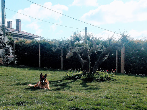 Lander Clínica Veterinaria en Viana