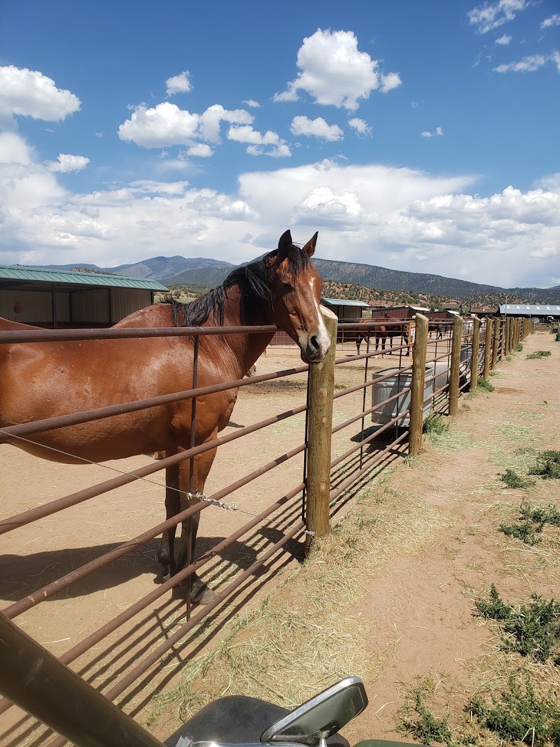 Mountain Valley Horse Rescue