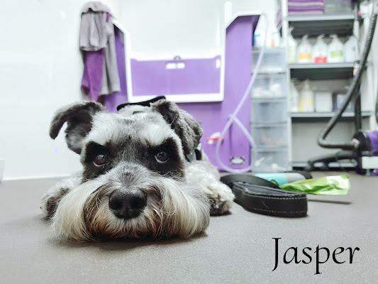 Harlands Professional Dog Grooming