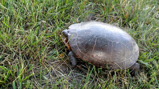 Golf Course «Grandview Farms Golf Course», reviews and photos, 400 Hartwell Rd, Berkshire, NY 13736, USA