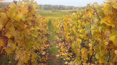 Champagne Sablon-Védrine à Dormans