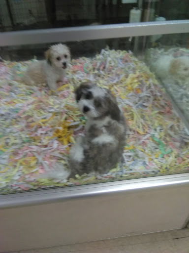 Pet Store «The Puppy Store», reviews and photos, 1163 Merrick Ave, Merrick, NY 11566, USA