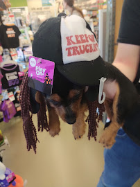 Pet Supplies Plus Waltham - Photo 3 - Car repair in Waltham, MA, Boston