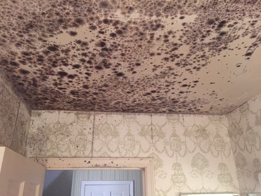 Athens Mold Removal