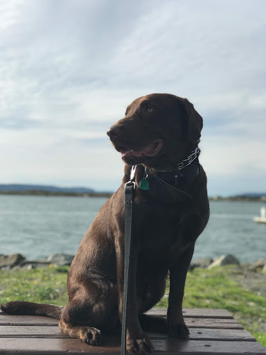 Pet Supply Store «PetSmart», reviews and photos, 1130 SE Everett Mall Way, Everett, WA 98208, USA