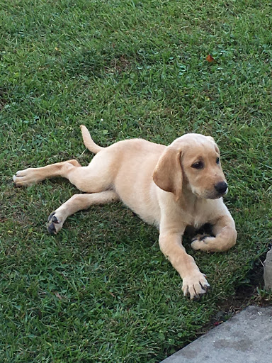 K9 Penn Dog Training Services, 475 Sandy Ln, Surfside Beach, SC 29575, USA, 