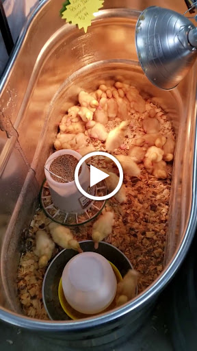 Home Improvement Store «Tractor Supply Co.», reviews and photos, 3826 S Suncoast Blvd, Homosassa, FL 34448, USA