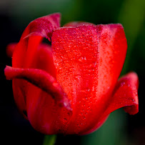 Tarek Productions Photography - Photo 2 - Car repair in Ellicott City, MD, Columbia