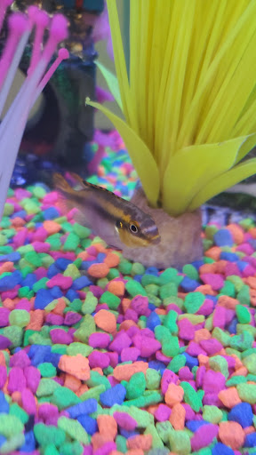 Pet Store «Pet Town», reviews and photos, 7804 Florence Ave, Downey, CA 90240, USA