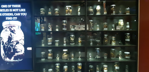 Art Museum «Carnegie Museum of Art», reviews and photos, 4400 Forbes Ave, Pittsburgh, PA 15213, USA