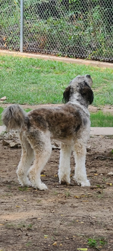 Dog Park «Freedom Dog Park», reviews and photos, 2675 Trophy Park Dr, Roanoke, TX 76262, USA