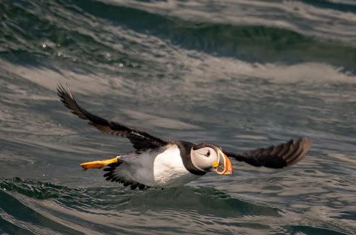 Tourist Attraction «Acadian Boat Tours», reviews and photos, 119 Eden St, Bar Harbor, ME 04609, USA