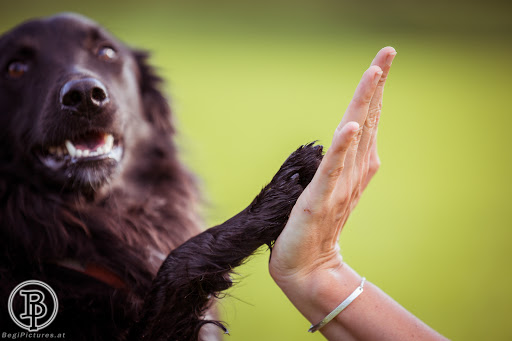 Hundesalon Martina Angerer In Sankt Barbara im Mürztal