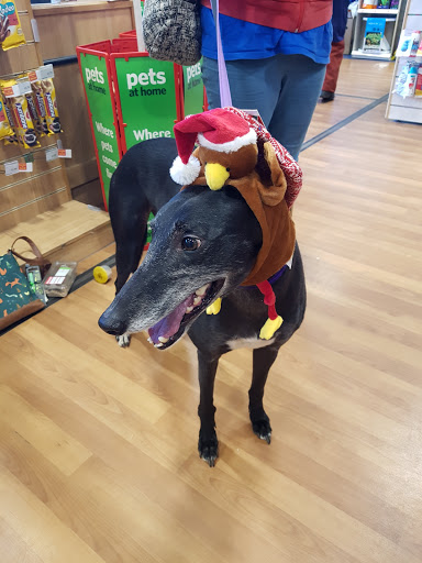 Pets at Home Cardiff Ty Glas