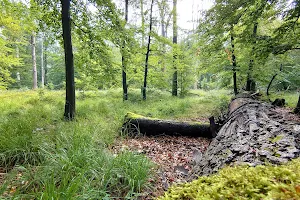 Dämmerwald Nature Reserve image