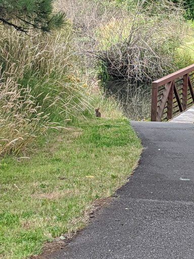 Nature Preserve «Beaverton Creek Wetlands Natural Area», reviews and photos, SW 153rd Dr, Beaverton, OR 97006, USA