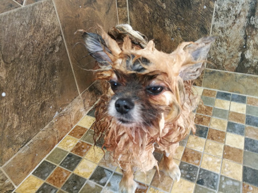 Pet Supply Store «Pet Valu», reviews and photos, 220 CT-12, Groton, CT 06340, USA