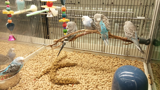 Pet Supply Store «PetSmart», reviews and photos, 3131 E Main St, Mohegan Lake, NY 10547, USA
