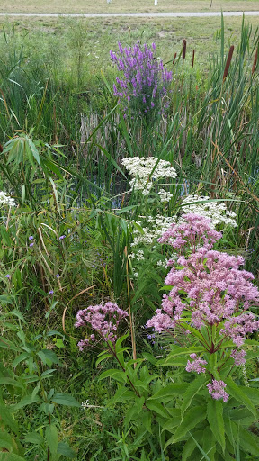 Park «Central City Park», reviews and photos, 36601 Ford Rd, Westland, MI 48185, USA