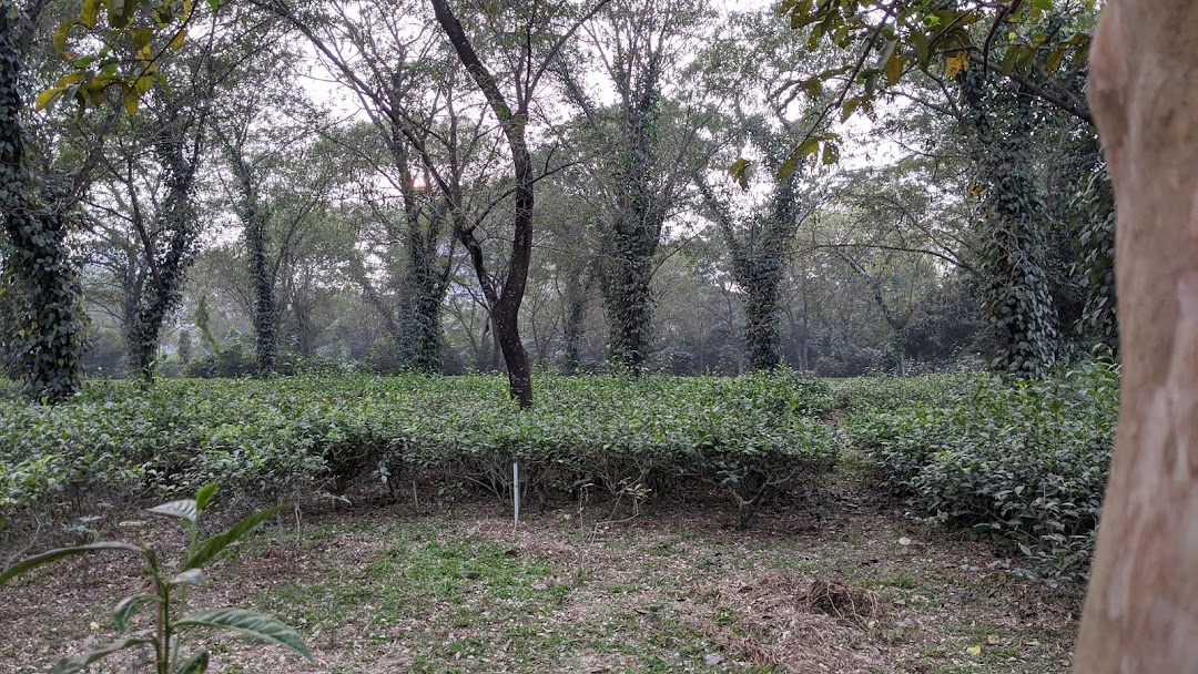 Tea Engineering Research Centre