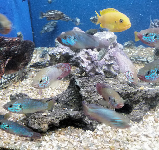 Pet Store «Olathe Pet Shop», reviews and photos, 16651 151st St, Olathe, KS 66062, USA