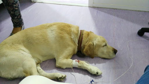 Hospital Veterinario Villalba S.l. en Alpedrete