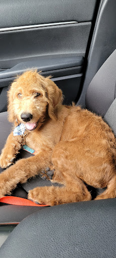 Pet Groomer «Furry Tails Pet Grooming», reviews and photos, 865 Cypress Pkwy, Poinciana, FL 34759, USA