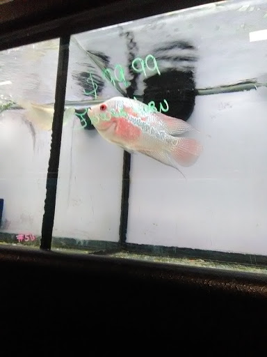 Tropical Fish Store «Caribbean Pets», reviews and photos, 298 Central Ave, Jersey City, NJ 07307, USA