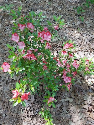 South Arkansas Arboretum - photo 100