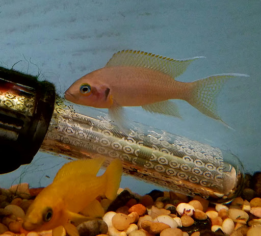 Tropical Fish Store «Pet Friendly Inc», reviews and photos, 845 Manitou Rd, Hilton, NY 14468, USA