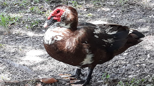 Shopping Mall «Northgate Shopping Centre», reviews and photos, 101 E International Speedway, DeLand, FL 32724, USA