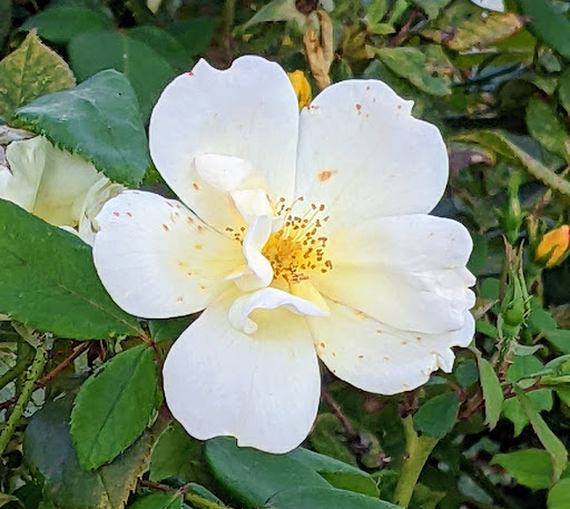 Zoo «Columbian Park Zoo», reviews and photos, 1915 Scott St, Lafayette, IN 47904, USA