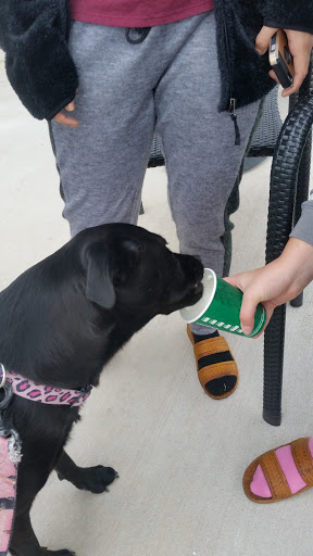 Coffee Shop «Starbucks», reviews and photos, 2680 W Lucas Rd, Lucas, TX 75002, USA