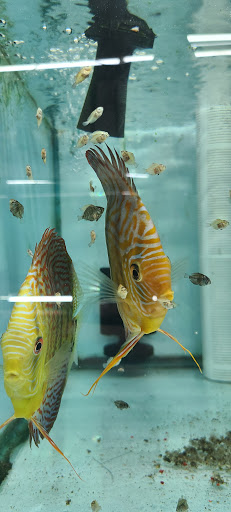 Tropical Fish Store «Jack Wattley Discus», reviews and photos, 6944 NE 4th Ave, Miami, FL 33138, USA