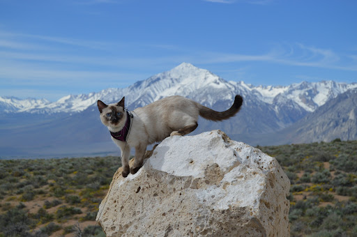 Explore mom and daughter tattoo ideas, creative tattoo ideas in Tarzana, available at Patch Tattoo Therapy