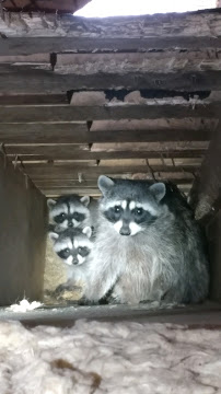 Critter Control of Southwest Michigan - Photo 6 - Car repair in , Kalamazoo